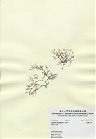 藏品(傘房龍鬚菜)的圖片